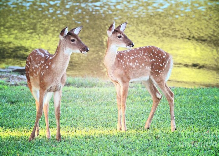 Deer Greeting Card featuring the photograph The Twins by Geraldine DeBoer