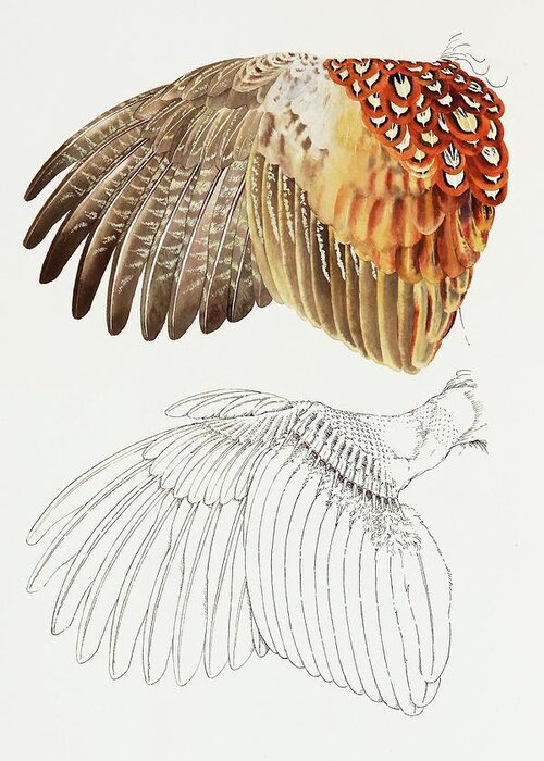 Pheasant Wing Greeting Card featuring the painting The Upper Side of the Pheasant Wing by Attila Meszlenyi