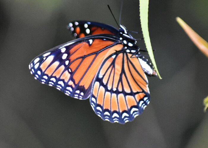 The Viceroy Butterfly Photograph By Rd Erickson