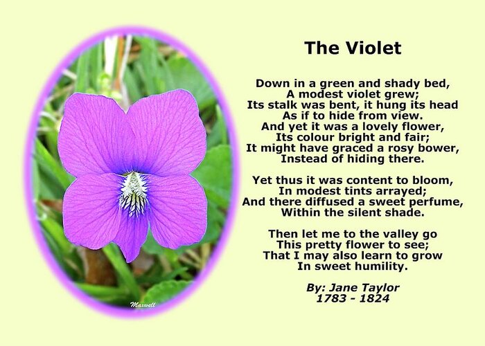 Poetry Poster Greeting Card featuring the photograph The Violet Classical Wildflower Nature Poetry By Jane Taylor by Maxwell