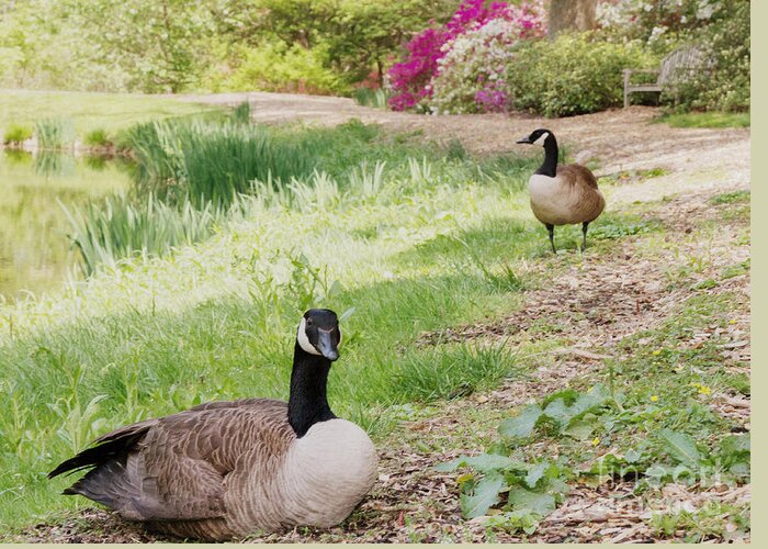 Canada Geese Greeting Card featuring the photograph The Watchman by Chris Scroggins