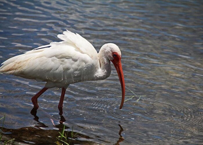 Ibis Greeting Card featuring the photograph The Water's Edge by Michiale Schneider