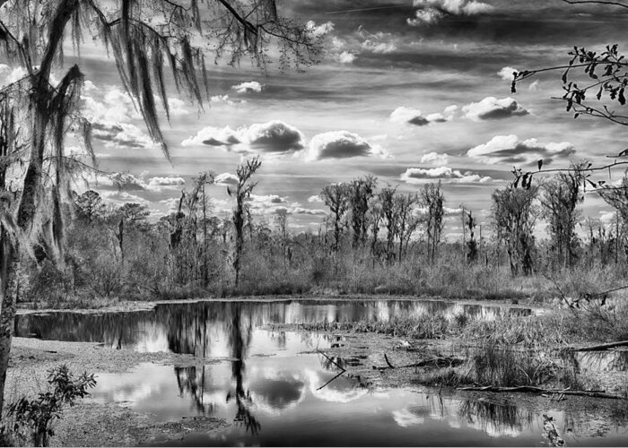 Nature Greeting Card featuring the photograph The Wetlands by Howard Salmon