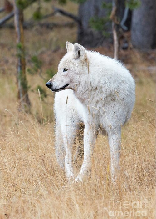 Wolf Greeting Card featuring the photograph The White Lady by Deby Dixon