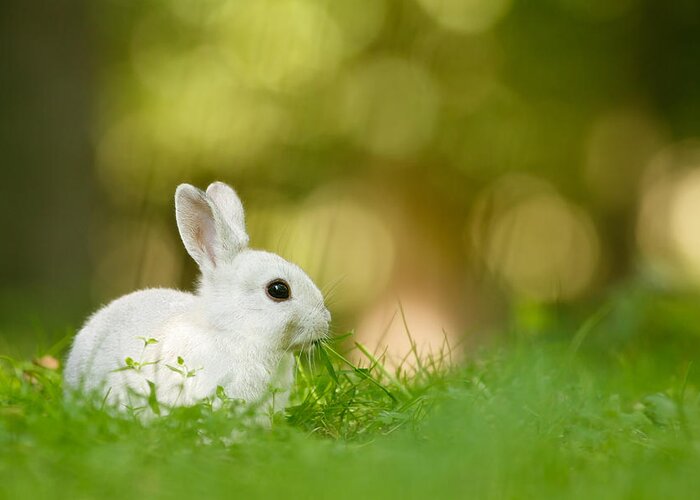 Afternoon Greeting Card featuring the photograph The White Rabbit by Roeselien Raimond