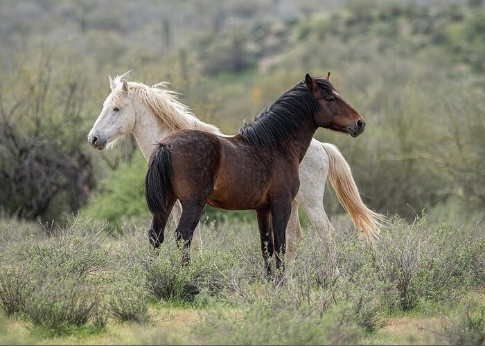 Wild Horses Greeting Card featuring the photograph The Wild and Free by Saija Lehtonen