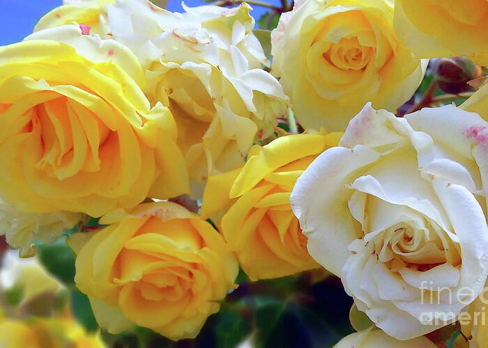 Roses Greeting Card featuring the photograph The Yellow Splendor by Jasna Dragun