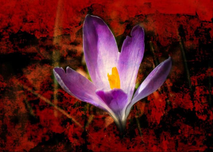 Crocus Greeting Card featuring the photograph There's Always Hope by Alison Frank