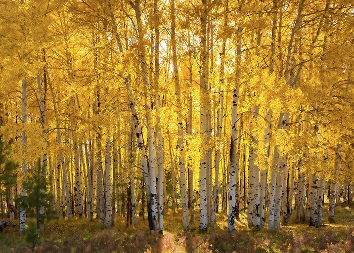 Aspen Grove Greeting Card featuring the photograph There's Gold In Them Woods by Saija Lehtonen