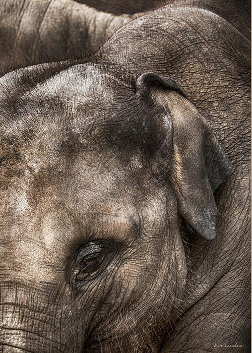 Elephant Greeting Card featuring the photograph Thick Skin by Wim Lanclus