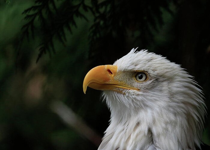 Eagle Greeting Card featuring the photograph Things Are Looking Up by Steve McKinzie