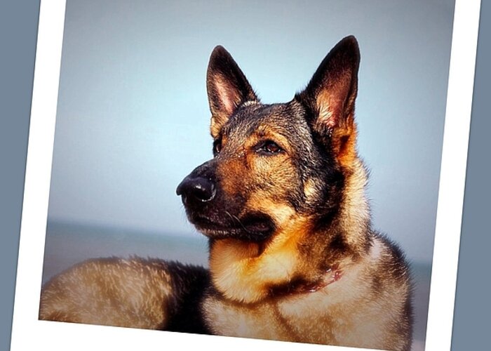 Gsd Greeting Card featuring the photograph Thinking of You by Ania M Milo