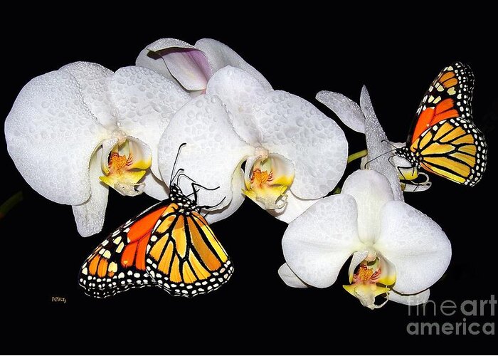  Greeting Card featuring the photograph Thirsty Butterflies by Patrick Witz