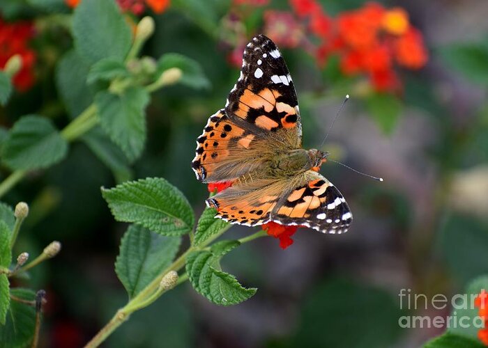 Arizona Greeting Card featuring the photograph This Lady Spreads Her Wings by Janet Marie
