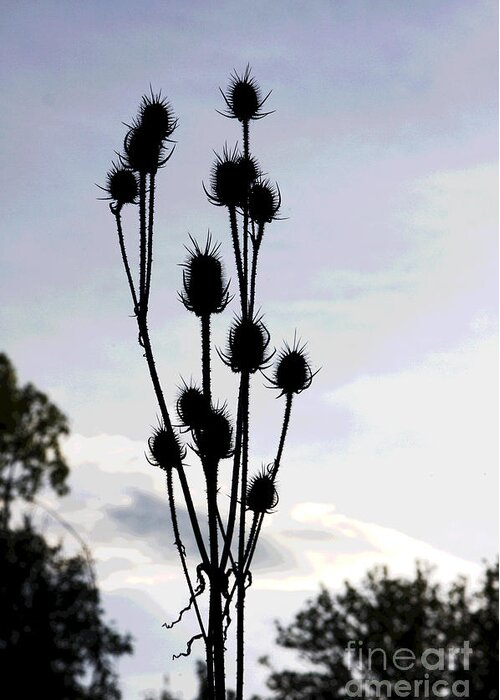 Thistle Greeting Card featuring the digital art Thistle at Dusk by Jack Ader