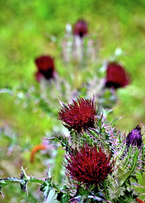 Thistle Greeting Card featuring the photograph Thistles Vertical by Tara Potts
