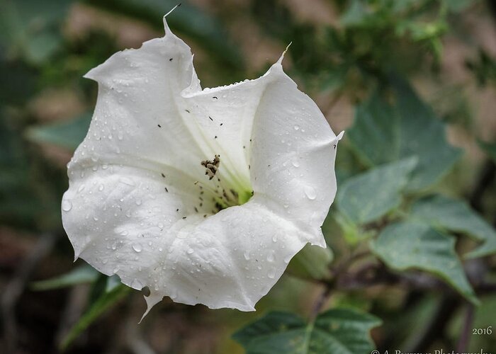 Datura Discolor Greeting Card featuring the photograph Thorn Apple Rains by Aaron Burrows