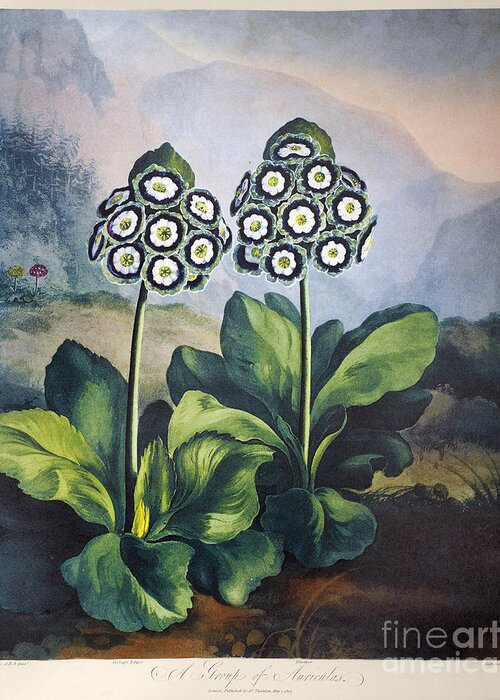 1807 Greeting Card featuring the photograph Thornton: Auriculas by Granger