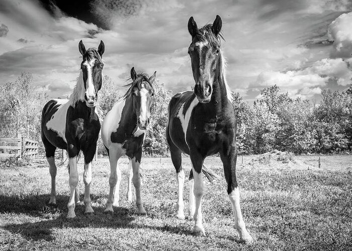 Horses Greeting Card featuring the photograph Three Amigos by Holly Ross