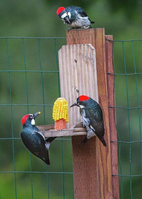 Mark Miller Photos Greeting Card featuring the photograph Three Backyard Woodpeckers by Mark Miller