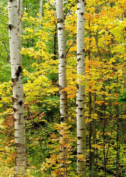 Birch Greeting Card featuring the photograph Three Birch by Michael Peychich