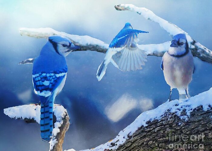 Bluejay Greeting Card featuring the photograph Three Bluejays in Winter by Janette Boyd