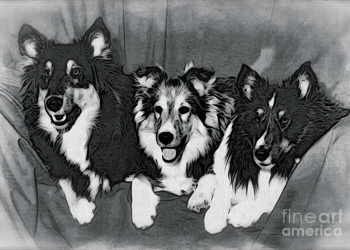 Three Collies Greeting Card featuring the photograph Three Collies by Phyllis Kaltenbach