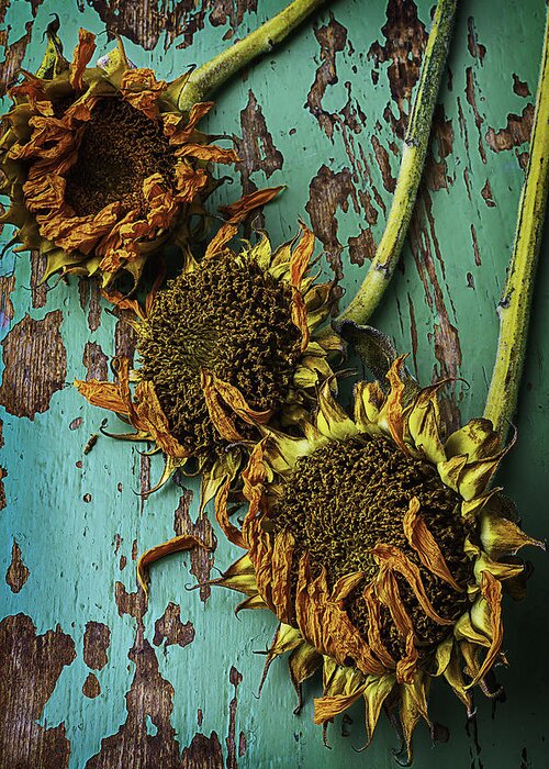 Three Greeting Card featuring the photograph Three Dried Sunflowers by Garry Gay