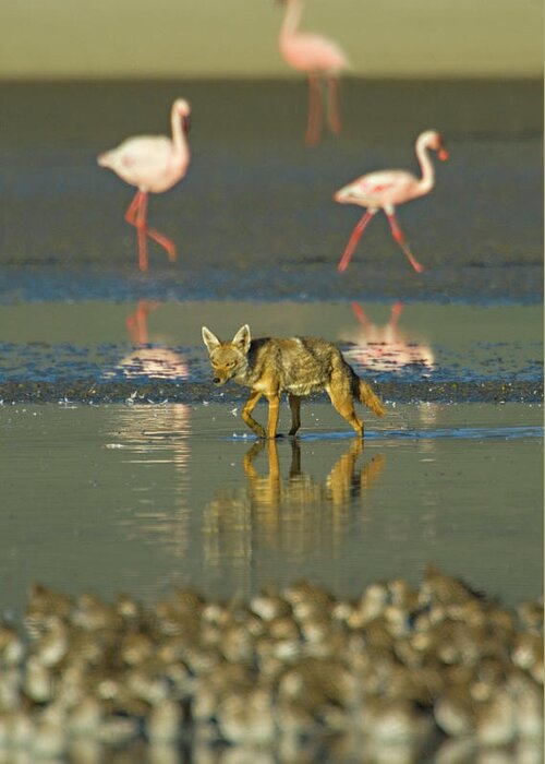 Adult Greeting Card featuring the photograph Three flamingos and a Golden jackal, Canis aureus, walking in water, Tanzania by Panoramic Images