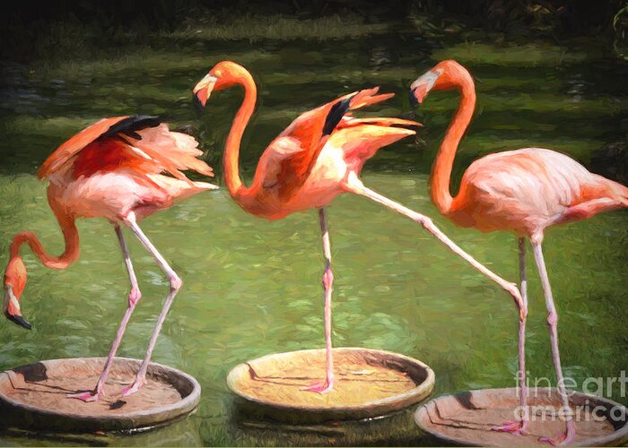 Three Greeting Card featuring the photograph Three Flamingos by Judy Wolinsky