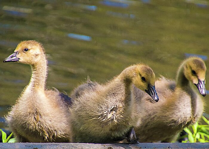 Goslings Greeting Card featuring the photograph Three Goslings by Cathy Kovarik