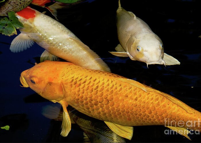 Koi Greeting Card featuring the photograph Three Large Koi by Sherry Curry