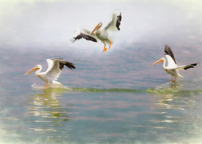 Water Greeting Card featuring the photograph Three Pelicans by James BO Insogna