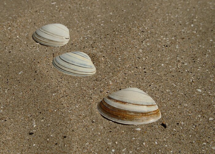 Three Greeting Card featuring the photograph Three Shells West Sands by Adrian Wale