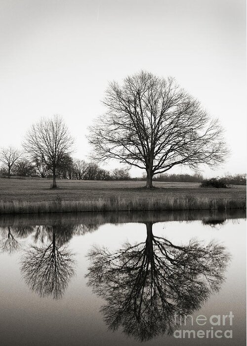 Black And White Photography Greeting Card featuring the photograph Three Trees by David Waldrop