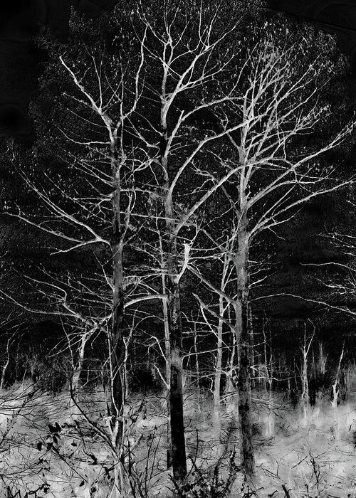Three Trees Greeting Card featuring the photograph Three Trees in Black and White by Gina O'Brien