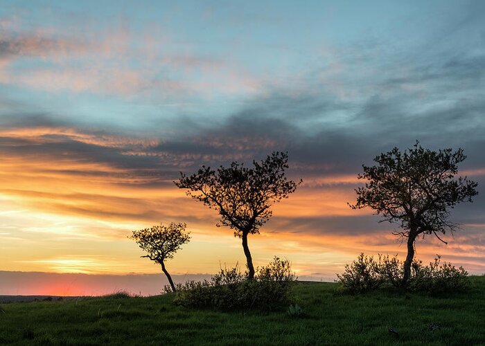 Sunset Greeting Card featuring the photograph Three Trees On A Hill by Denise Bush