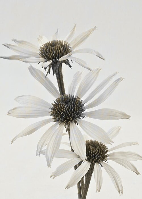 Cone Flowers Greeting Card featuring the photograph Three White Coneflowers by Sandra Foster
