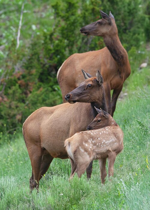 Mark Miller Photos Greeting Card featuring the photograph Threesome Elk by Mark Miller