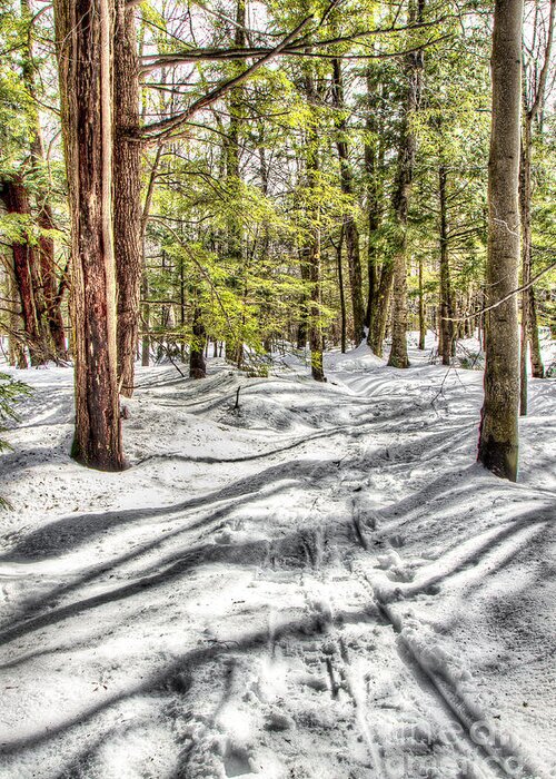 Trails Greeting Card featuring the photograph Through the Woods by Rod Best