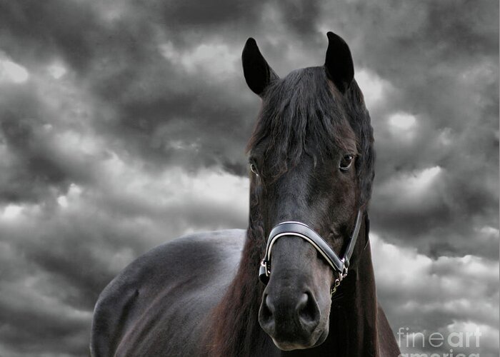 Animal Greeting Card featuring the photograph Thunder the Dark Horse, square by Sandra Huston