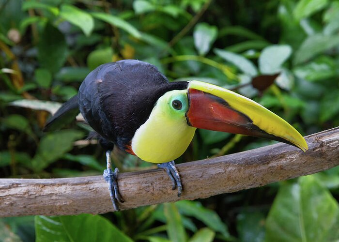Nature Greeting Card featuring the photograph Tico Toucan by Arthur Dodd