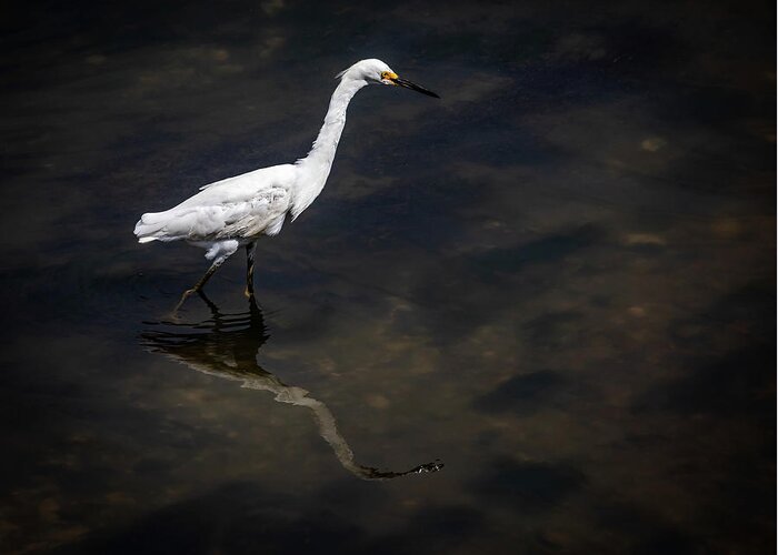 Egret Greeting Card featuring the photograph Tidal Creek Egret Charleston Lowcountry by Donnie Whitaker