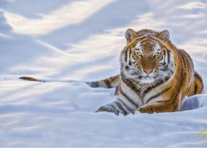 Animals Greeting Card featuring the photograph Tiger in the Snow by Rikk Flohr