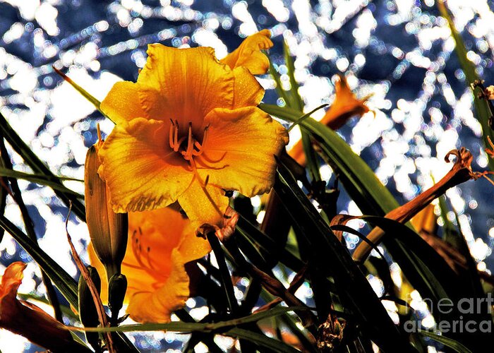 Tiger Lilies Greeting Card featuring the photograph Tiger Lilies in Outer Space 2 by David Frederick