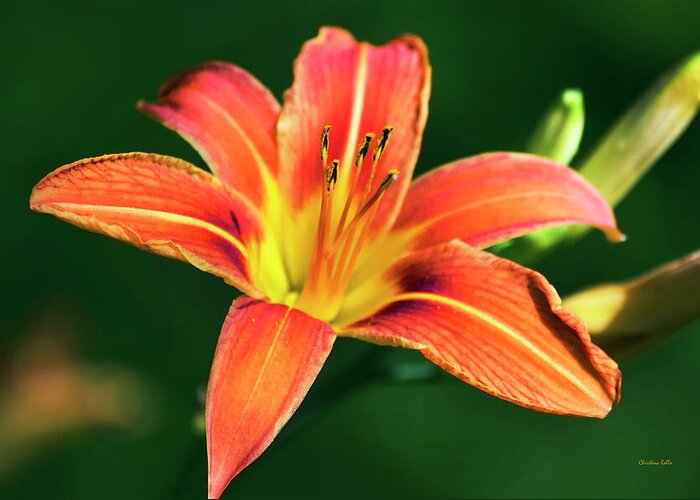 Lily Greeting Card featuring the photograph Tiger Lily by Christina Rollo
