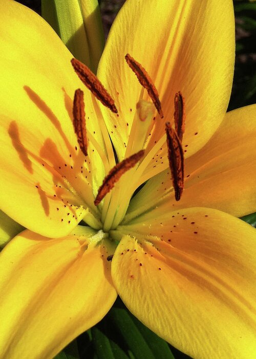 Lily Greeting Card featuring the photograph Tiger Lily by DiDesigns Graphics