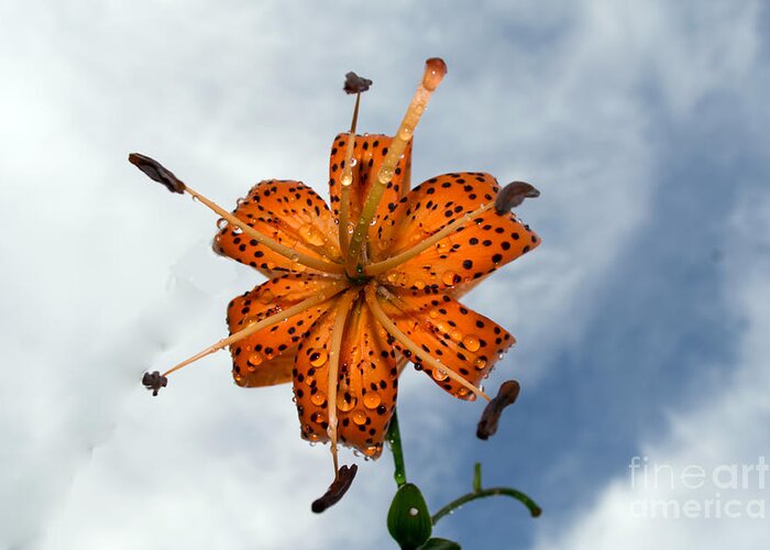 Lily Greeting Card featuring the photograph Tiger Lily in a Shower by Kevin Fortier