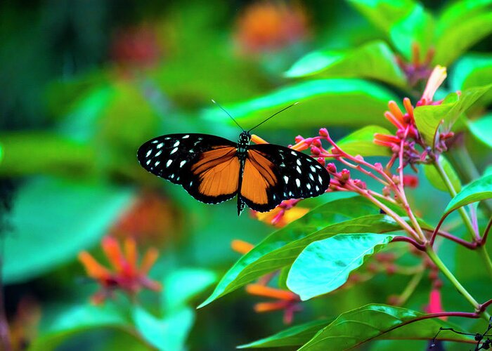 Tiger Longwing Butterfly Greeting Card featuring the photograph Tiger Longwing Butterfly by David Morefield