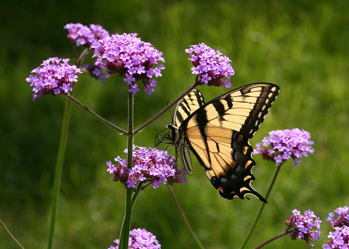 Butterfly Greeting Card featuring the photograph Tiger Swallowtail Among the Verbena by Robert E Alter Reflections of Infinity